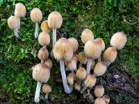 Ansammlung hellbrauner runder Pilze in verschiedenen Größen auf bemoostem Baumstumpf